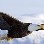 Eaglewings